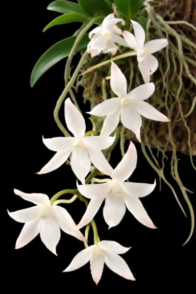 Aerangis biloba miniature orchid small size plant with compact green leaves