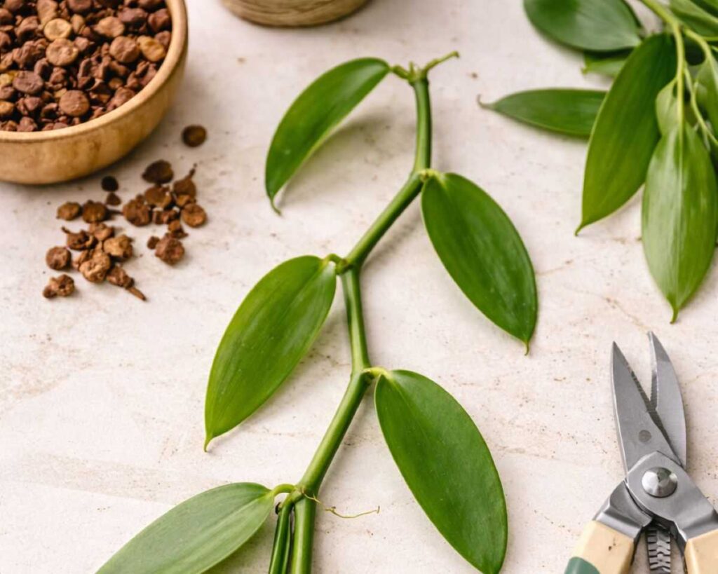 Growing Your Own Vanilla: From Cutting to Kitchen orchid plant for sale