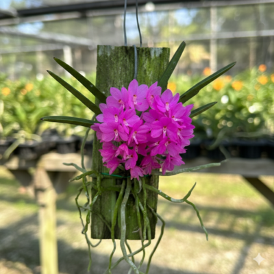 Why Every Orchid Collector Needs a Vanda ampullacea in Their Collection