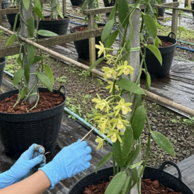 The Ultimate Guide to Growing Vanilla Planifolia – Buy Online | Sib Orchid The Ultimate Guide to Growing Vanilla Planifolia