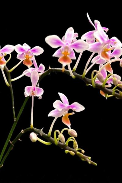 Phalaenopsis equestris
