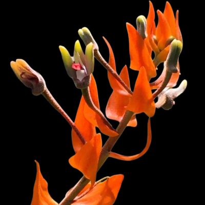 Home orchid plant for sale