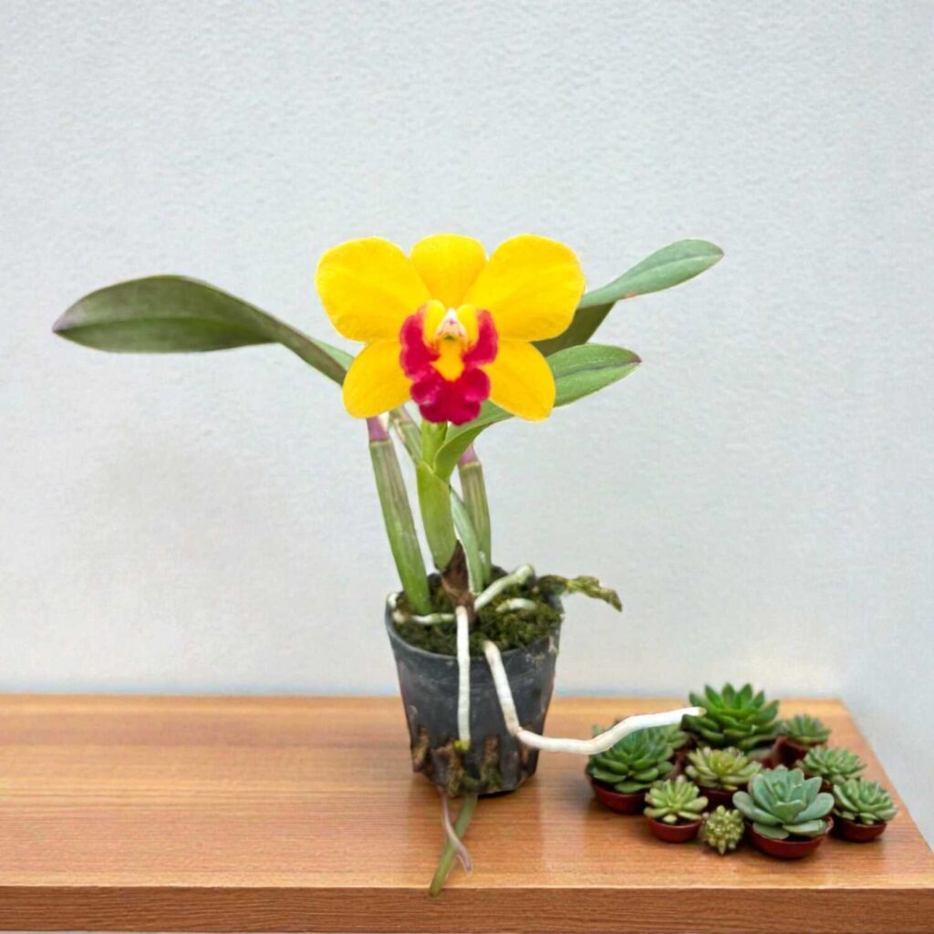 Mini vs. Standard: Which Cattleya Orchid Is Right for Your Small Space? orchid plant for sale