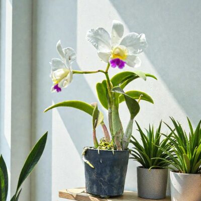 Mini vs. Standard: Which Cattleya Orchid Is Right for Your Small Space?