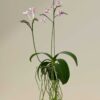 Phalaenopsis equestris