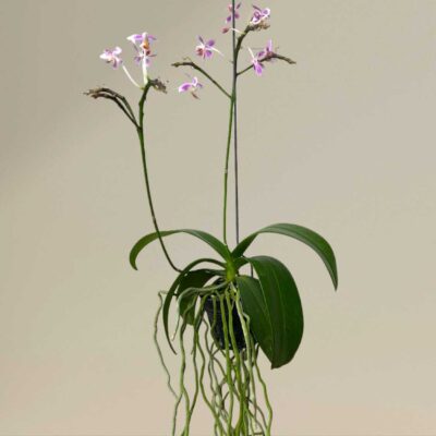 Phalaenopsis equestris