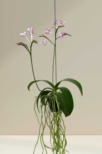 Phalaenopsis equestris