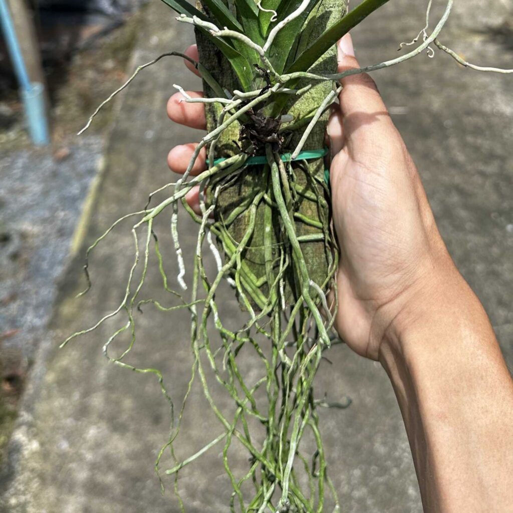 Why Every Orchid Collector Needs a Vanda ampullacea in Their Collection orchid plant for sale