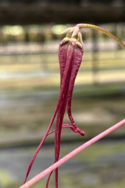 Bulbophyllum plumatum