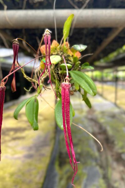 Bulbophyllum plumatum