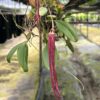 Bulbophyllum plumatum