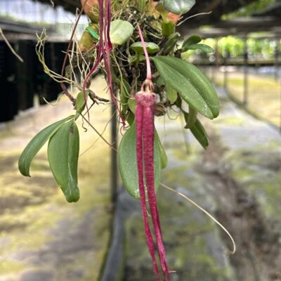 Bulbophyllum plumatum