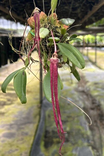 Bulbophyllum plumatum