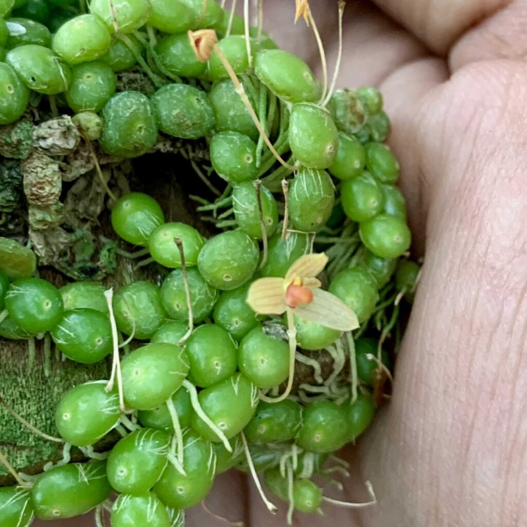 Which Orchids Bloom in Winter? Thai Species to Know orchid plant for sale