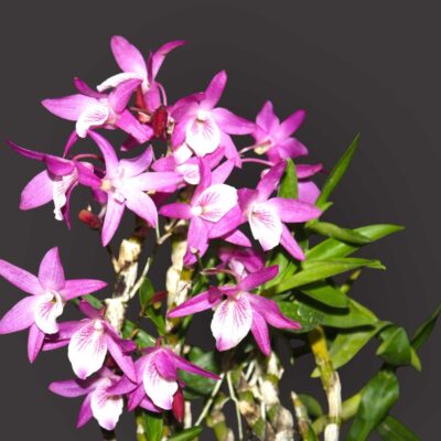 Home orchid plant for sale