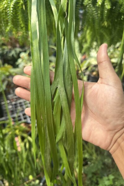 Ophioglossum pendulum for sale