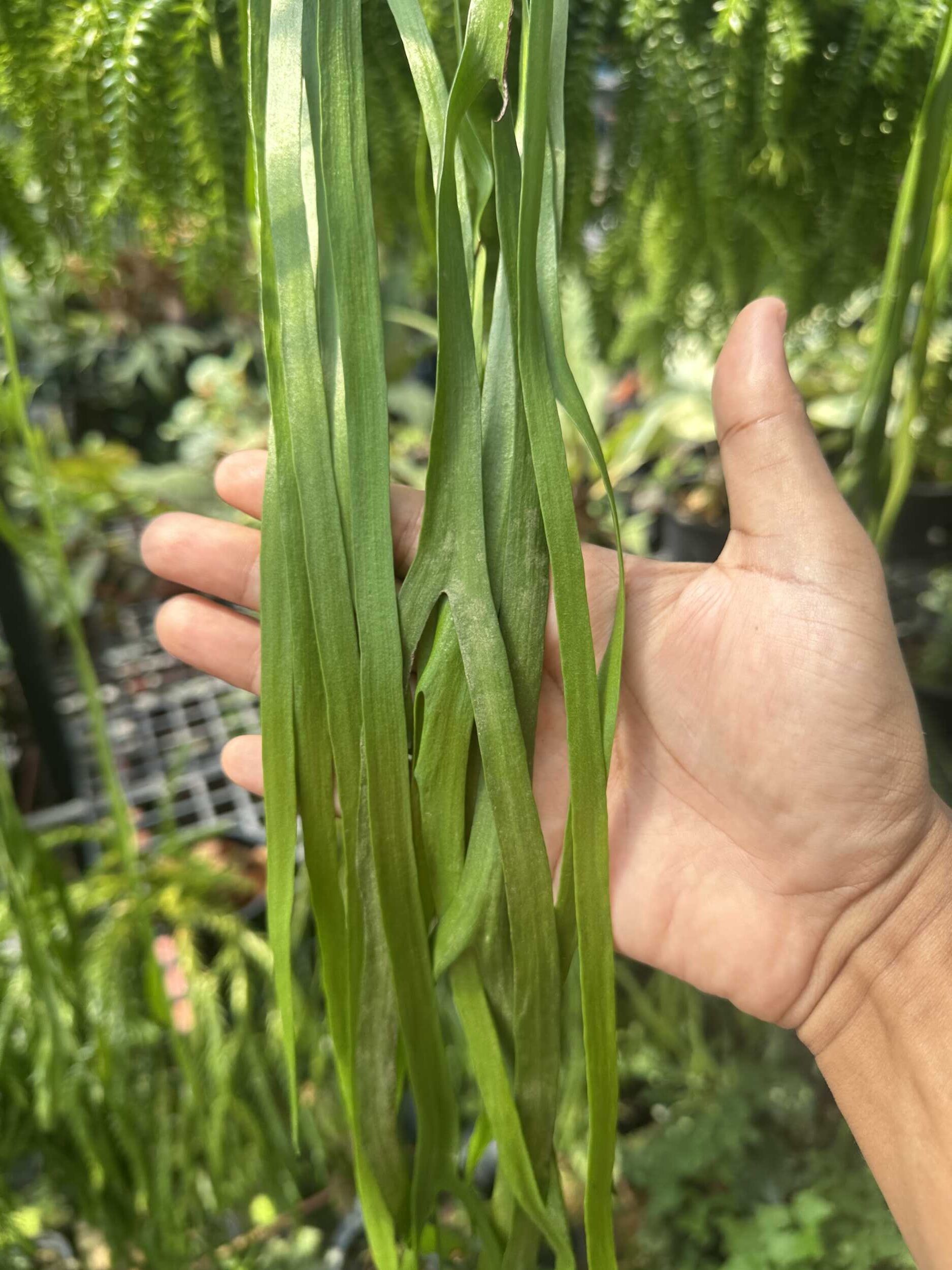 Ophioglossum pendulum – Buy Online | Sib Orchid Ophioglossum pendulum for sale