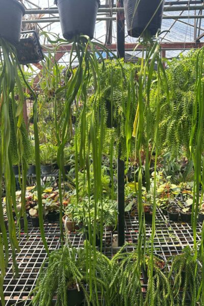 Ophioglossum pendulum for sale