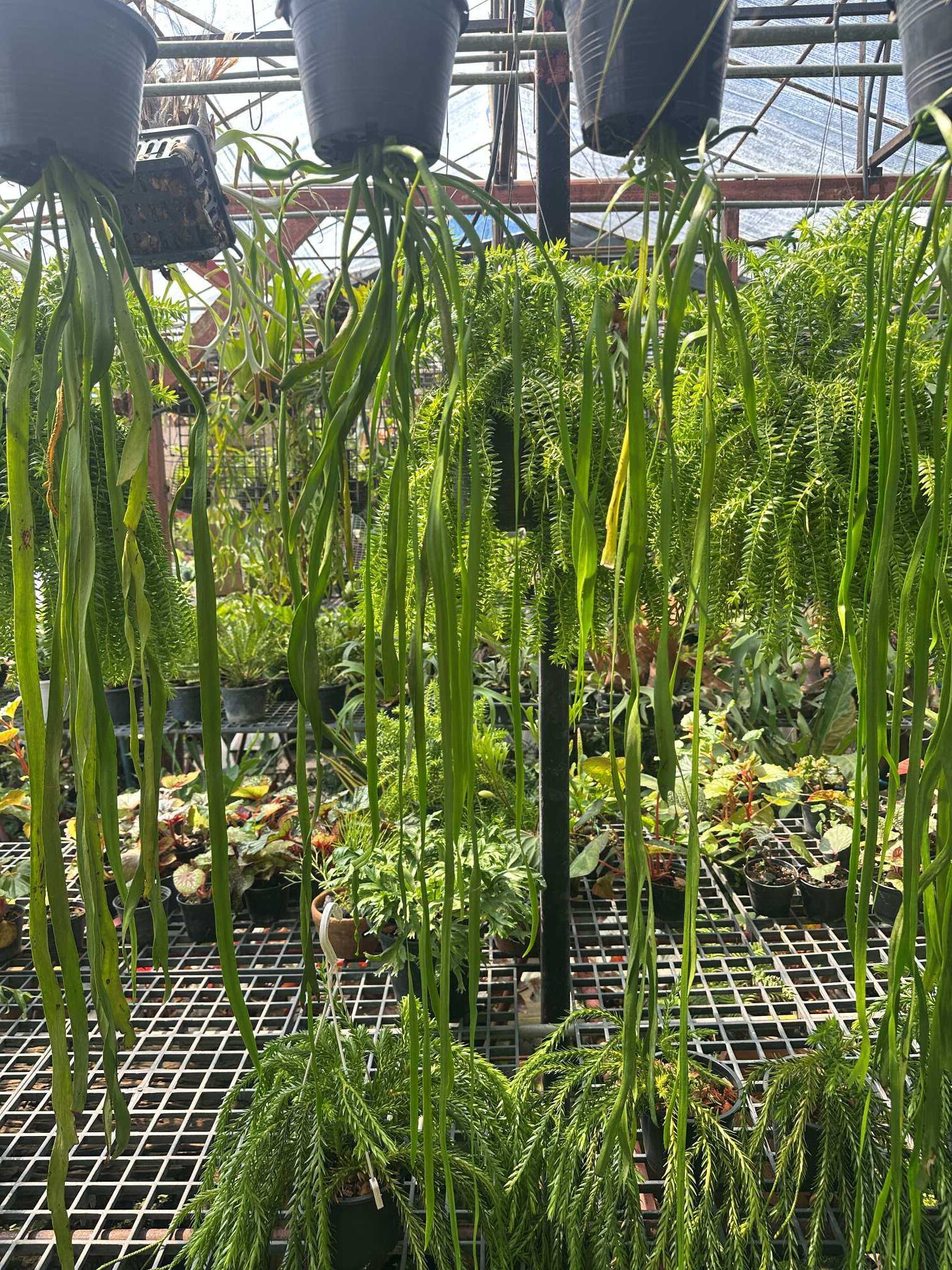 Ophioglossum pendulum – Buy Online | Sib Orchid Ophioglossum pendulum for sale