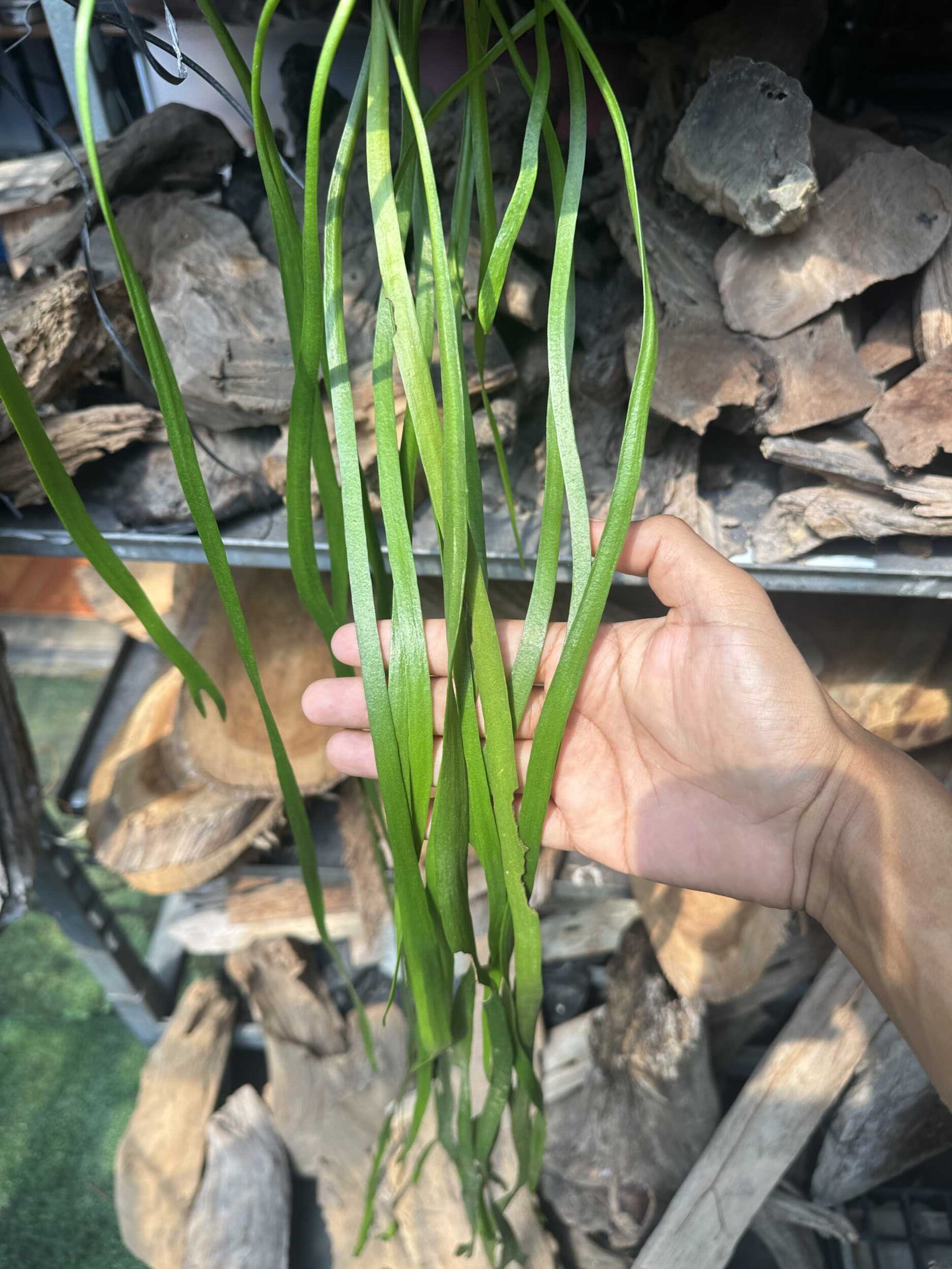 Ophioglossum pendulum – Buy Online | Sib Orchid Ophioglossum pendulum - Image 3