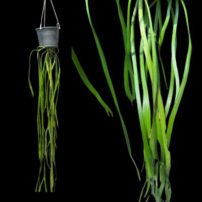 Ophioglossum pendulum