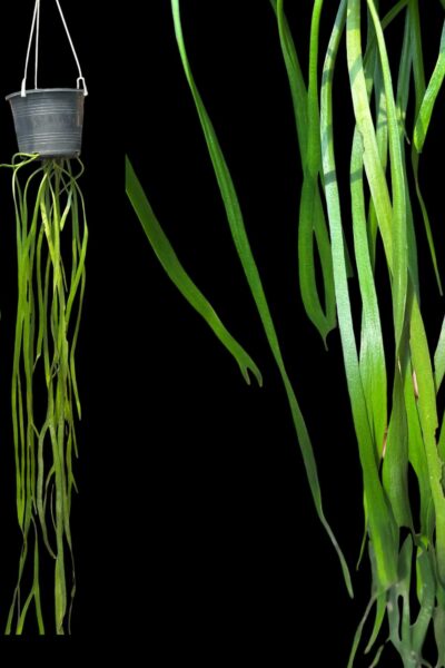 Ophioglossum pendulum for sale