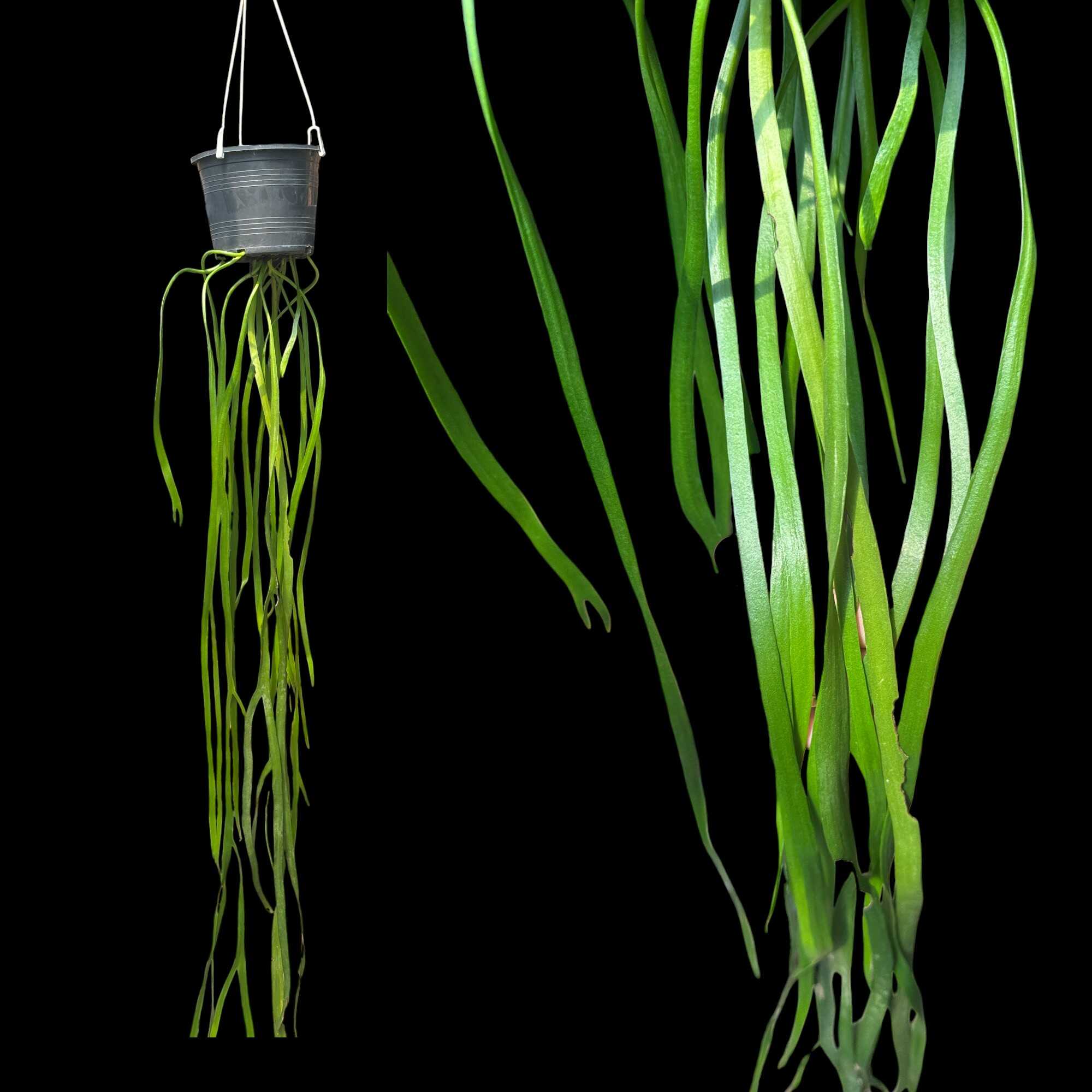 Ophioglossum pendulum – Buy Online | Sib Orchid Ophioglossum pendulum for sale