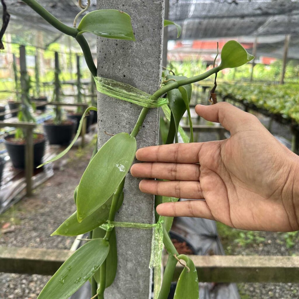 The Ultimate Guide to Growing Vanilla Planifolia orchid plant for sale