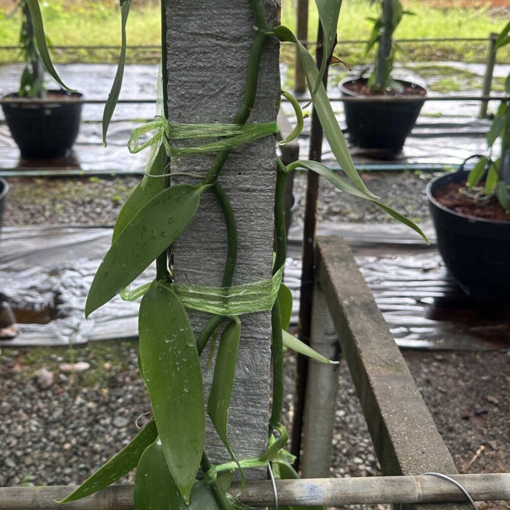 The Ultimate Guide to Growing Vanilla Planifolia orchid plant for sale