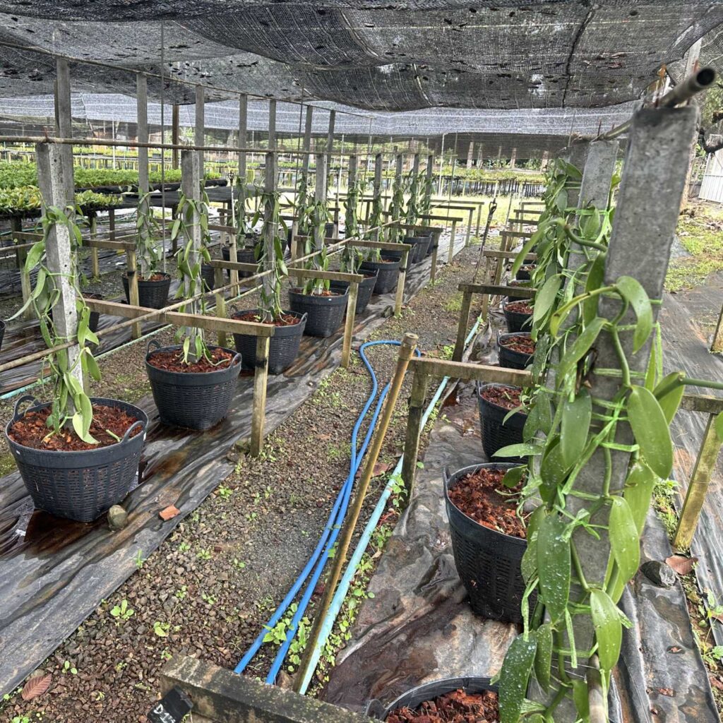 The Ultimate Guide to Growing Vanilla Planifolia orchid plant for sale