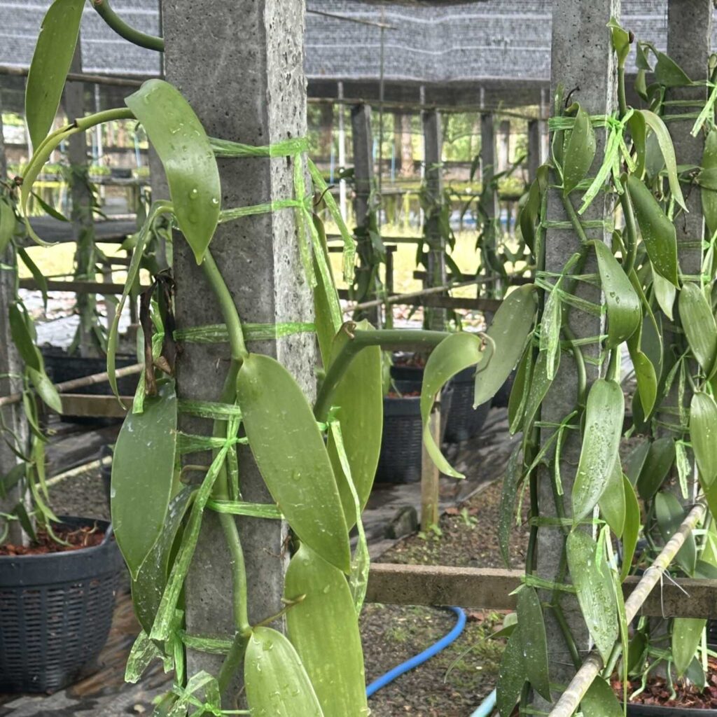 The Ultimate Guide to Growing Vanilla Planifolia orchid plant for sale