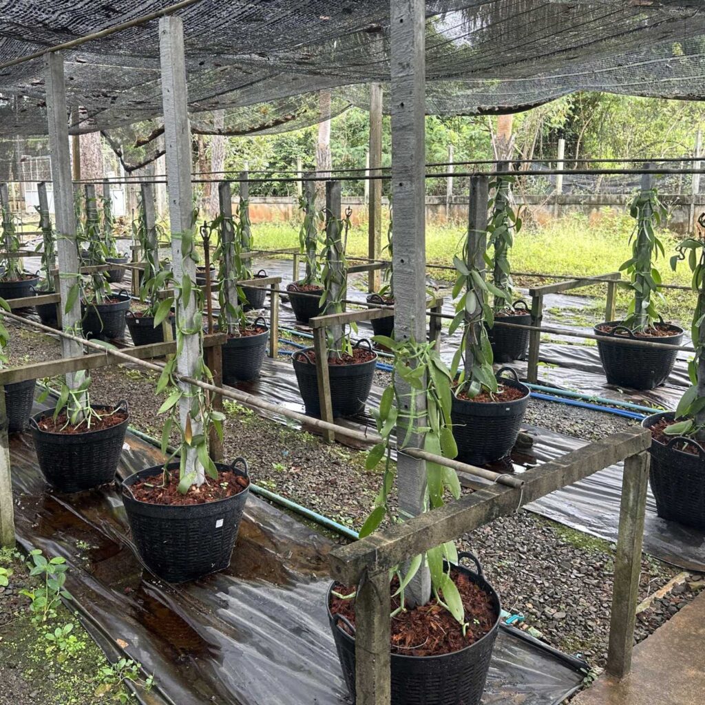 The Ultimate Guide to Growing Vanilla Planifolia orchid plant for sale