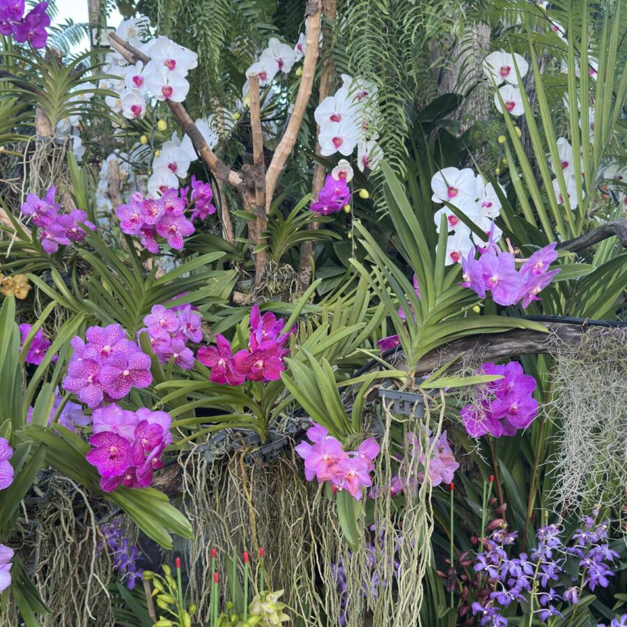 orchid blooming in winter with deep blue flowers