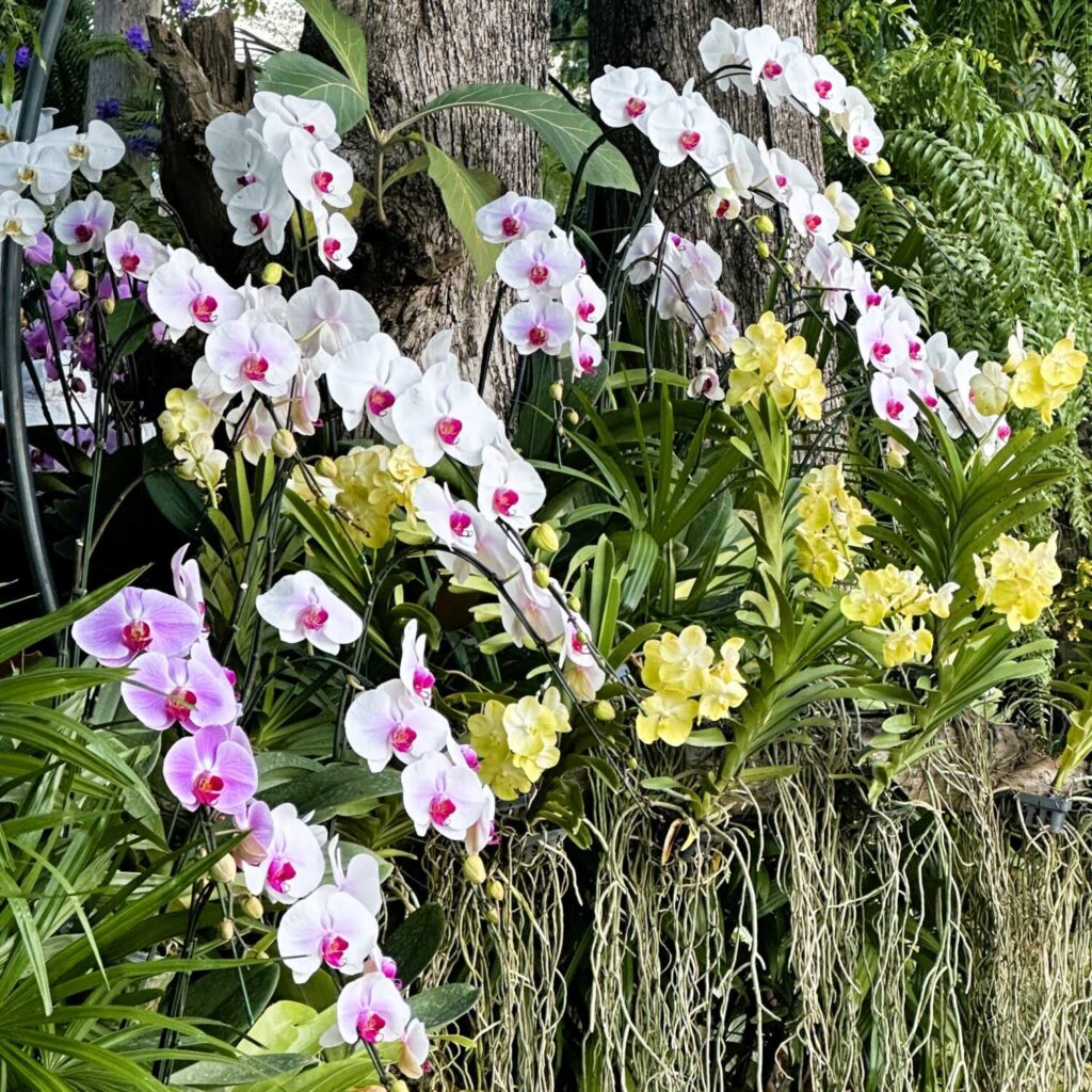 Which Orchids Bloom in Winter? Thai Species to Know orchid plant for sale