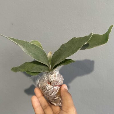 Platycerium veitchii Lemoinei – Sporing