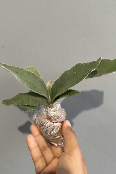 Platycerium veitchii ‘Lemoinei’ – Sporing