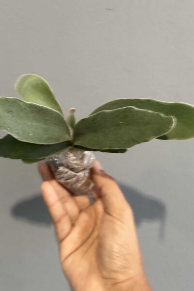 Platycerium veitchii ‘Lemoinei’ – Sporing