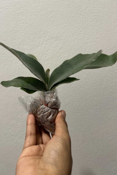 Platycerium veitchii ‘Lemoinei’ – Sporing