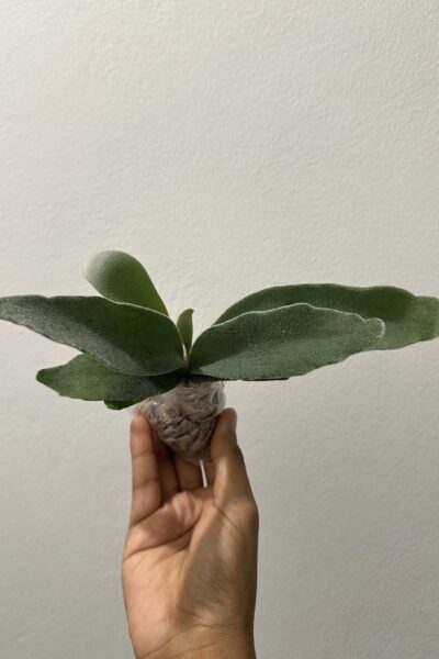 Platycerium veitchii ‘Lemoinei’ – Sporing