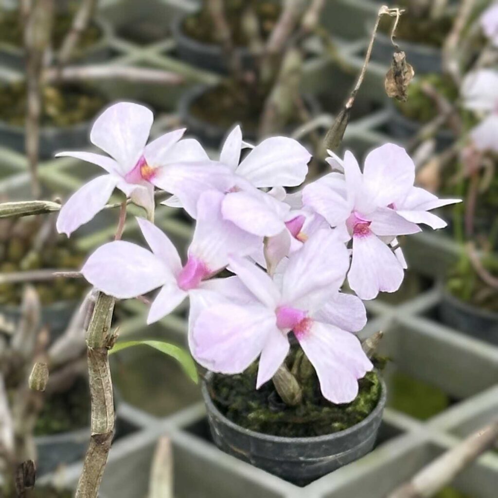 Which Orchids Bloom in Winter? Thai Species to Know orchid plant for sale