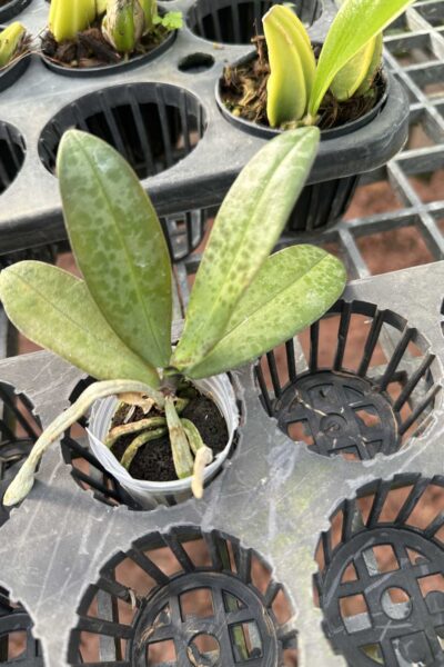 Phalaenopsis lindenii