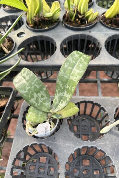 Phalaenopsis lindenii