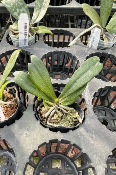 Aerangis biloba miniature orchid small size plant with compact green leaves