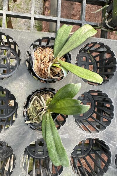 Aerangis biloba miniature orchid small size plant with compact green leaves