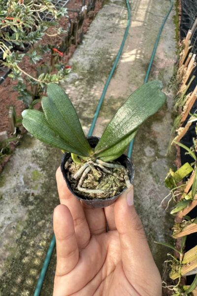 Aerangis biloba miniature orchid small size plant with compact green leaves