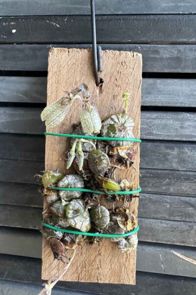 bulbophyllum polliculosum for sale