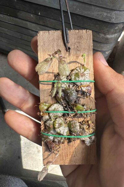 bulbophyllum polliculosum for sale