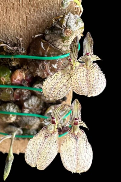 bulbophyllum polliculosum for sale