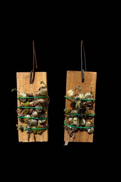 bulbophyllum polliculosum for sale