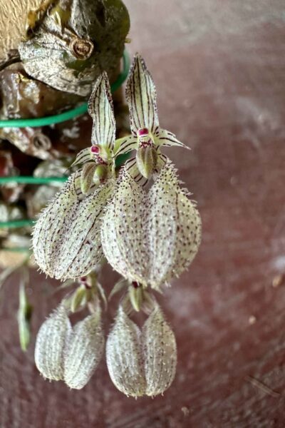 bulbophyllum polliculosum for sale
